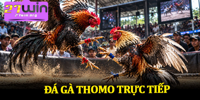 Đá Gà Thomo Trực Tiếp